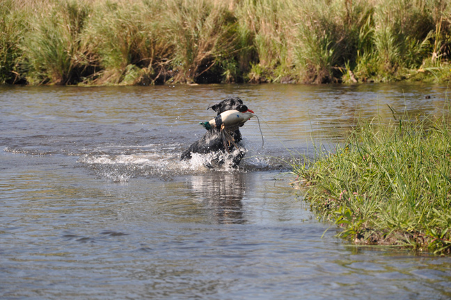 Top Bird Dog Training Tips