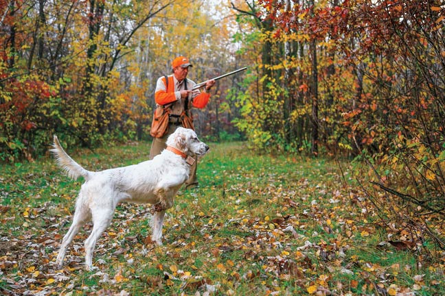 let-your-hunting-dog-work-the-birds