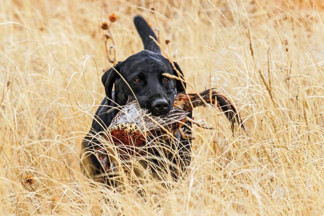 ear-infections-in-dogs