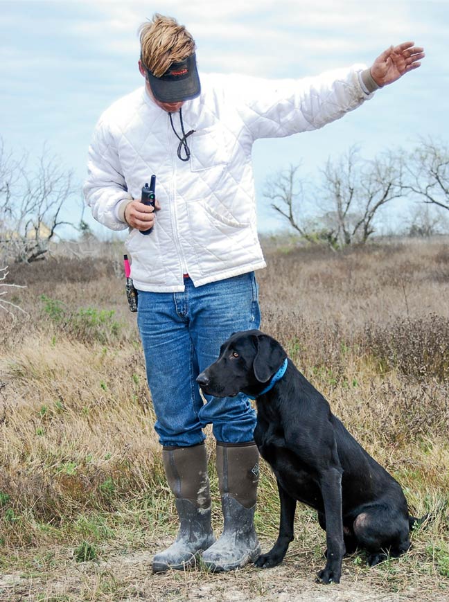 train-your-gun-dog