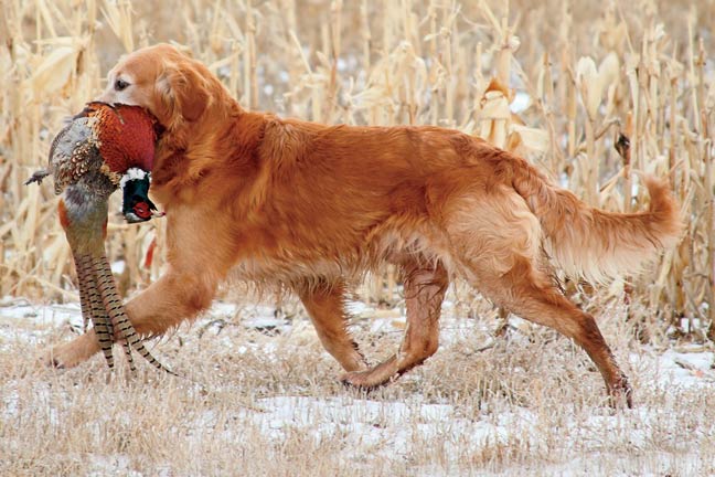 Make-Retrievers-Into-Gun-Dogs