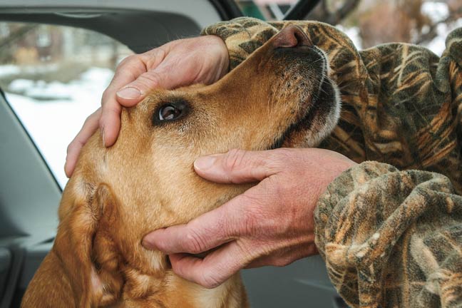 hunting-with-older-dogs