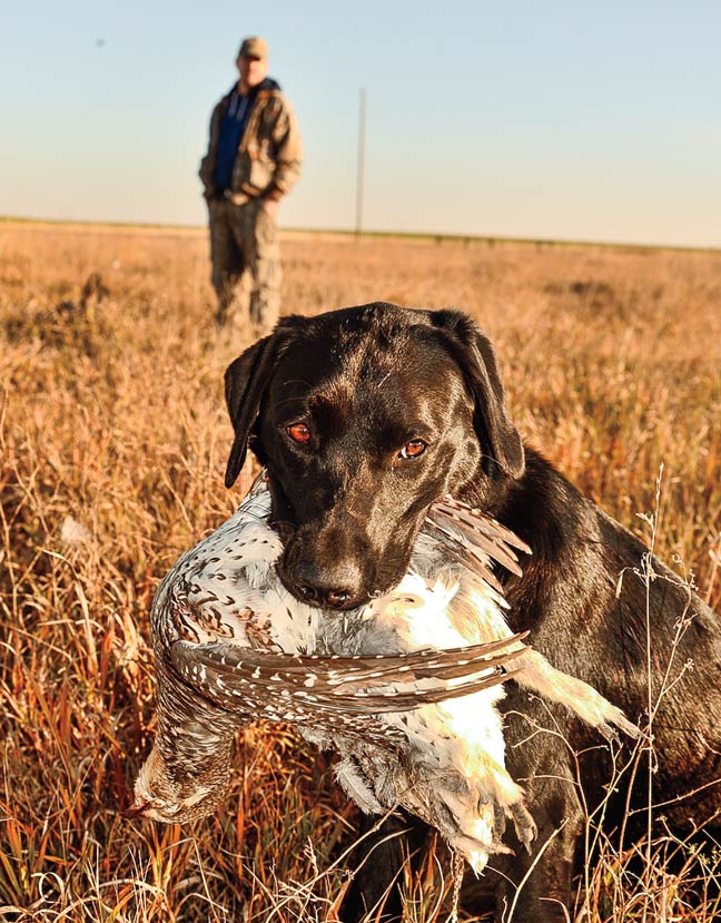 PublicLand Pheasants in South Dakota