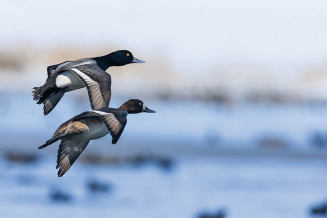 waterfowling-in-the-NW
