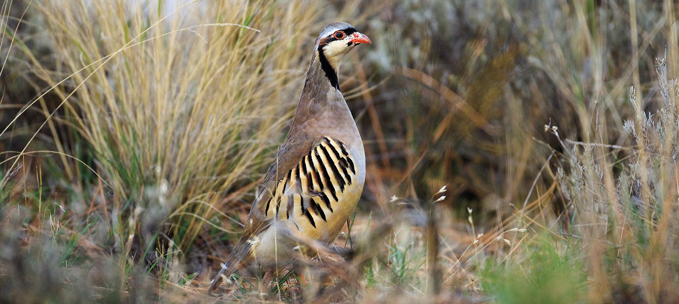 Chukar Hunting