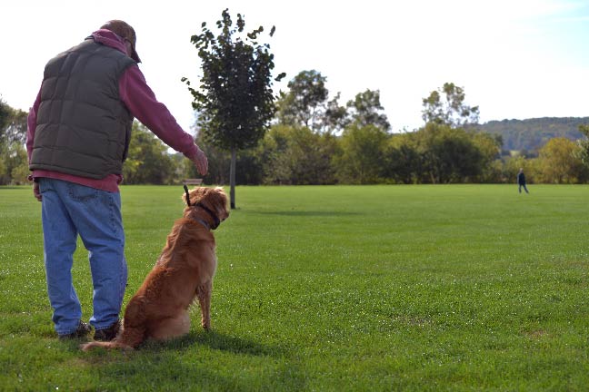 Dog-Training-Scenery