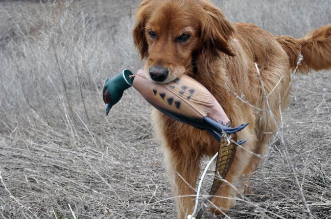 Dog-Training-Scenery