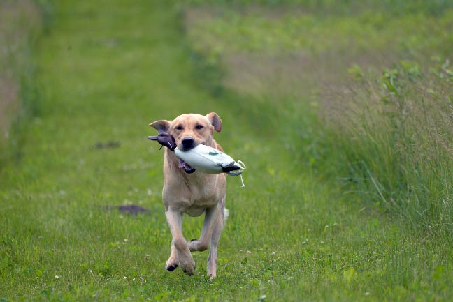 Dog-Training-Scenery
