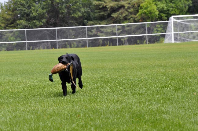 Dog-Training-Scenery