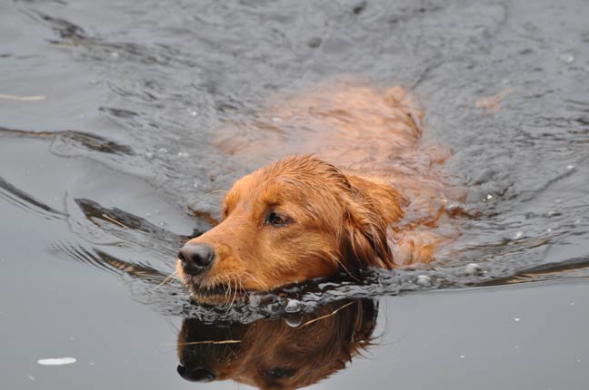 Upland-Swimmers-DogSwimming