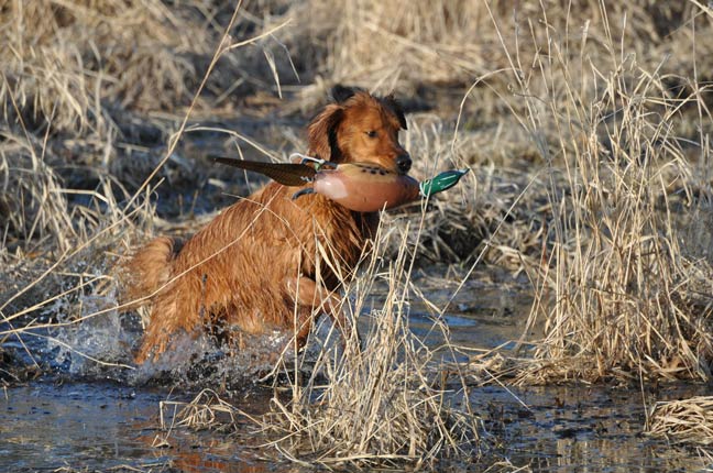 Upland-Swimmers-Golden-Pond