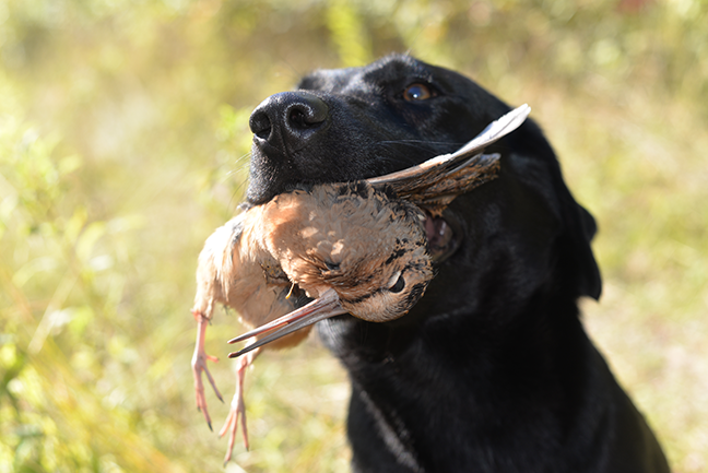 Lab holding woodcock
