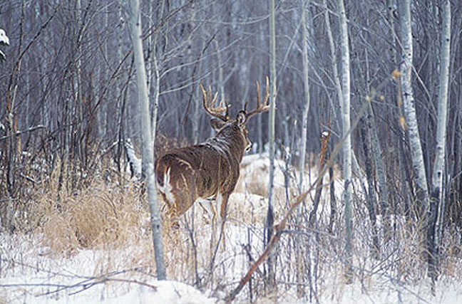 out-think-a-giant-buck