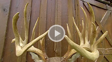 VIDEO: New Brunswick's Provincial Record Whitetail Buck