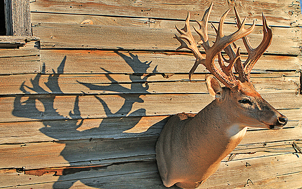 Booming Bucks: B&C Trophy Numbers Rise 400 Percent Over 30 Y