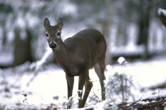 nutrition-for-whitetail