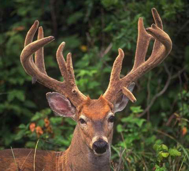 whitetail-nutrition-all-year