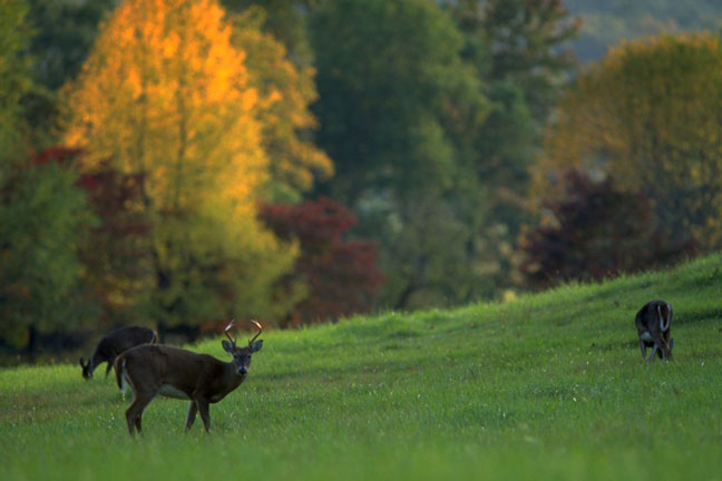 whitetail-nutrition-through-the-year
