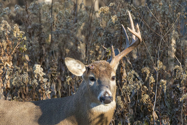 Whitetail-shed-Pedicle
