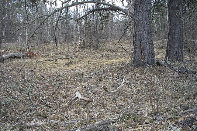 Confessions-of-a-shed-hunting-nut