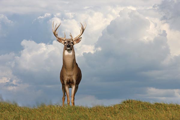 Do you own that deer?