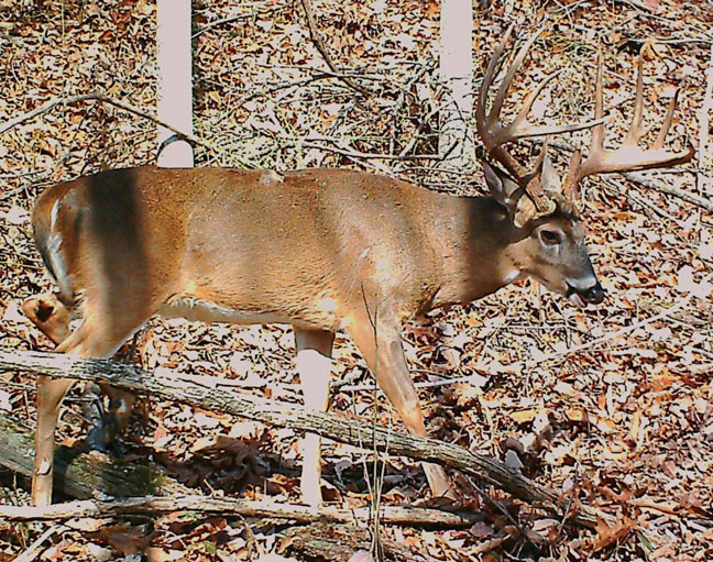 West-virginia-state-record-whitetail-archery