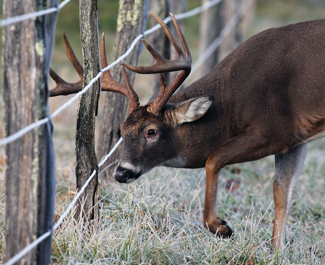 deer-management-tips-whitetail-utopia