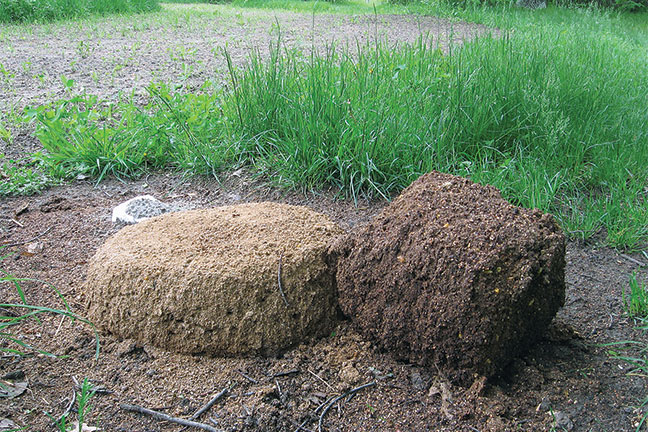 what-minerals-do-whitetail-need