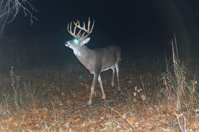Crumrin-Buck-Illinois-giant