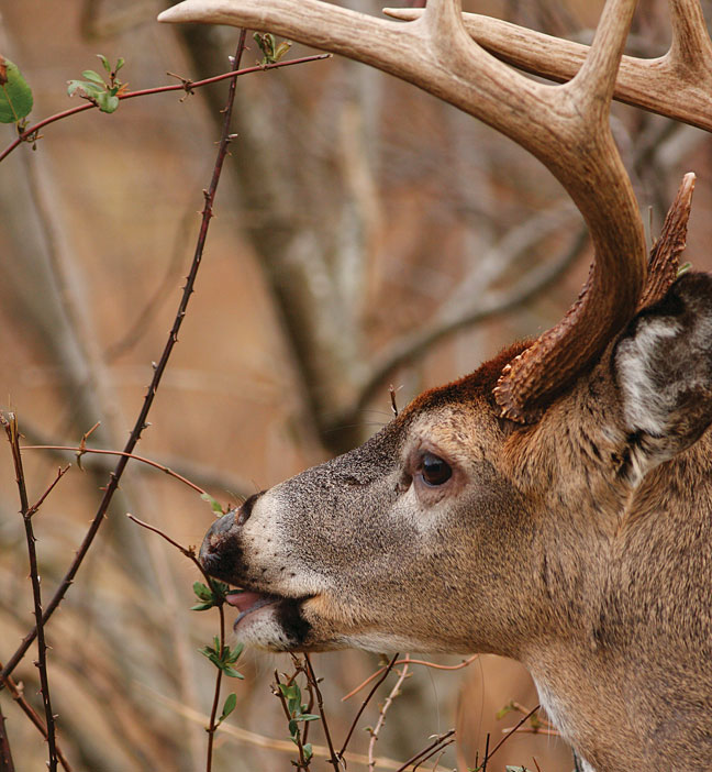 deer-browse-survey