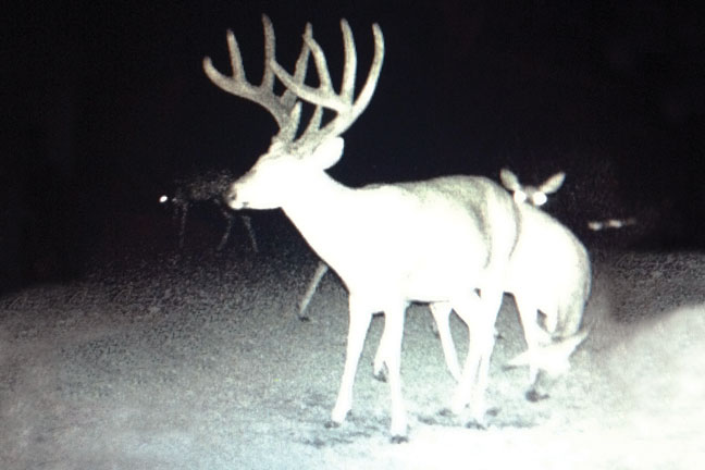 mississippi-big-buck