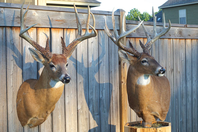 mississippi-monster-buck