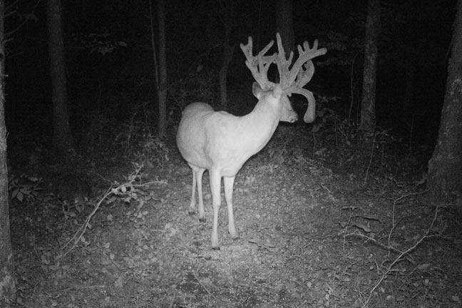 trail-camera-tactics