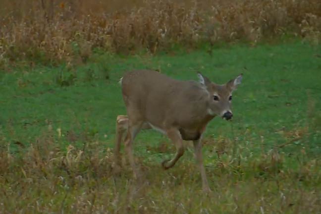 doe in crop field