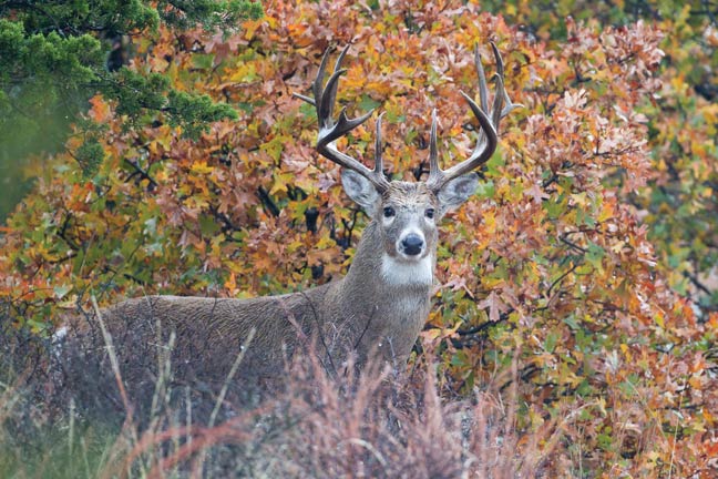 keys-to-reading-whitetail-body-language