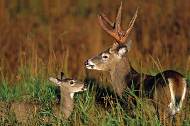 The-Deer-Ground-Plunge-2