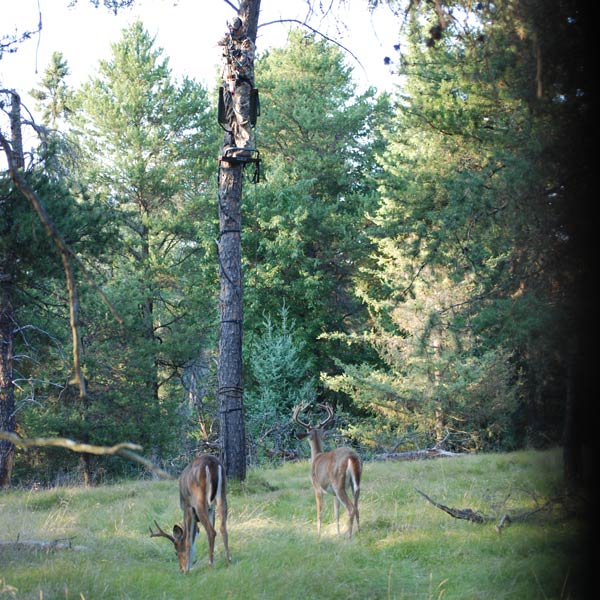 What-Do-Deer-See-3