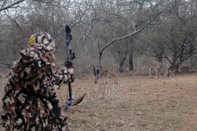 What-Do-Deer-See-4