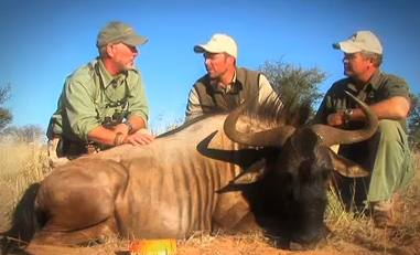 South African Wildebeest Hunt