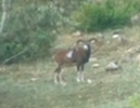 A Pyrenees Adventure: Hunting For Spanish Mouflon