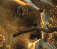Colorado Cougar Hunting
