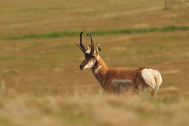 getting-permission-to-hunt-private-property