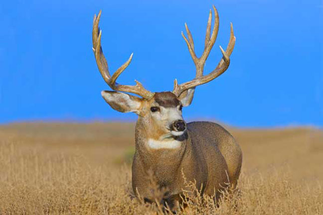 hunting-private-property-permission