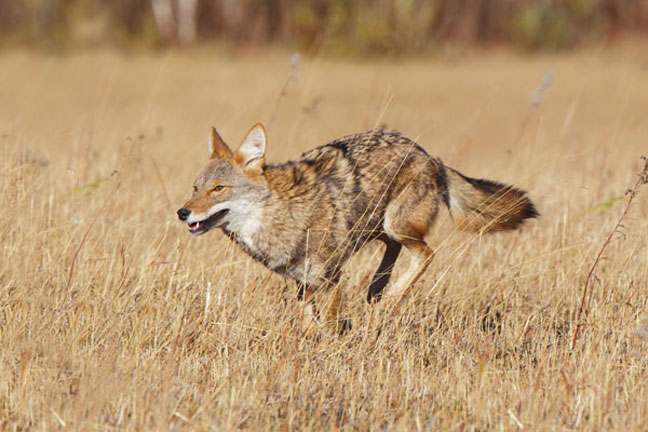 permission-to-hunt-private-property
