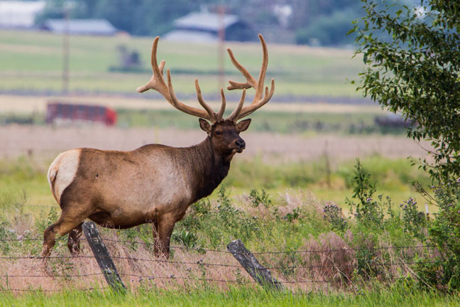 permission-to-hunting-private-land