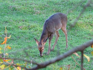 Whitetails: How Much Does Size Matter?