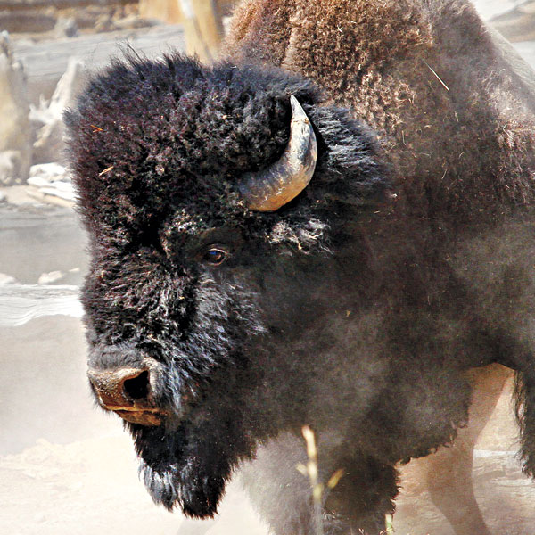 Buffalo Hunted