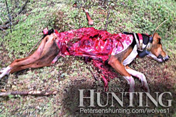 ron_hill_dog