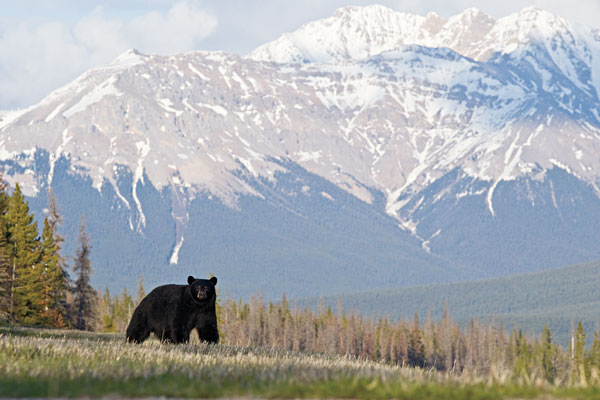 bear_guns_f