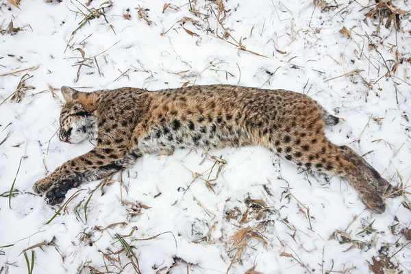 bobcat_states_7